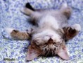 /album/diversion/gatito-1-jpg/